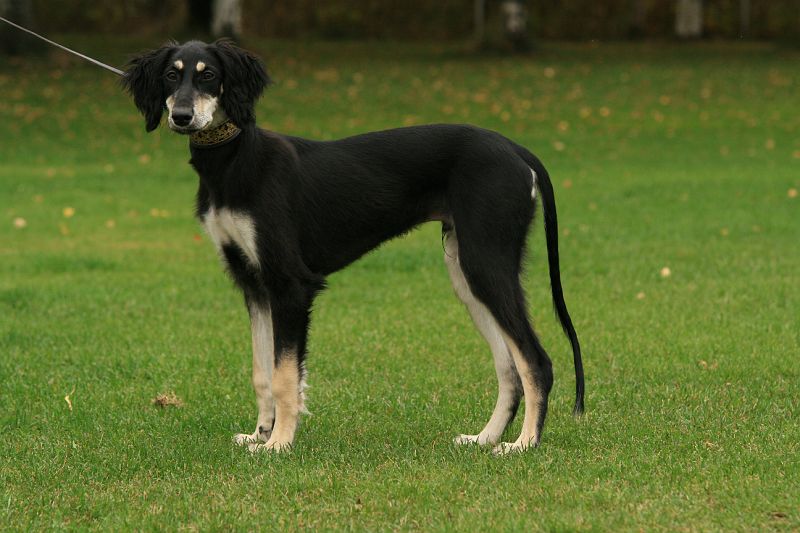pelto_hvk_alepan_lapset 339.jpg